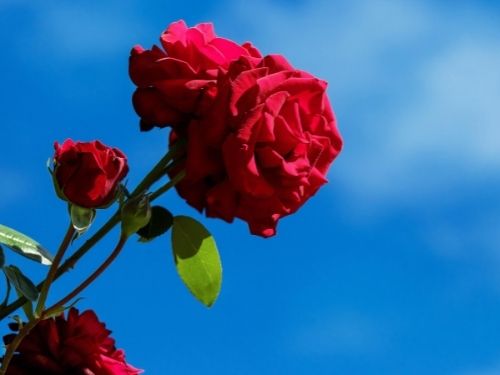 rote Rose für Psychotherapie