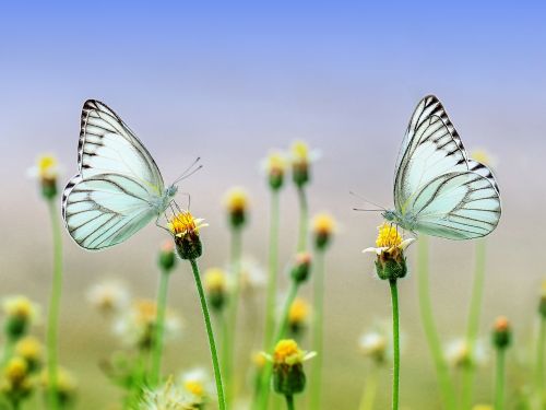 Hypnose als Therapie